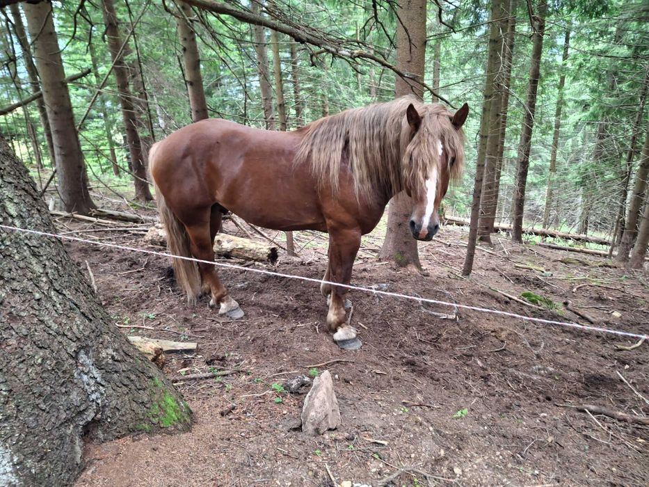 Armasar percheron