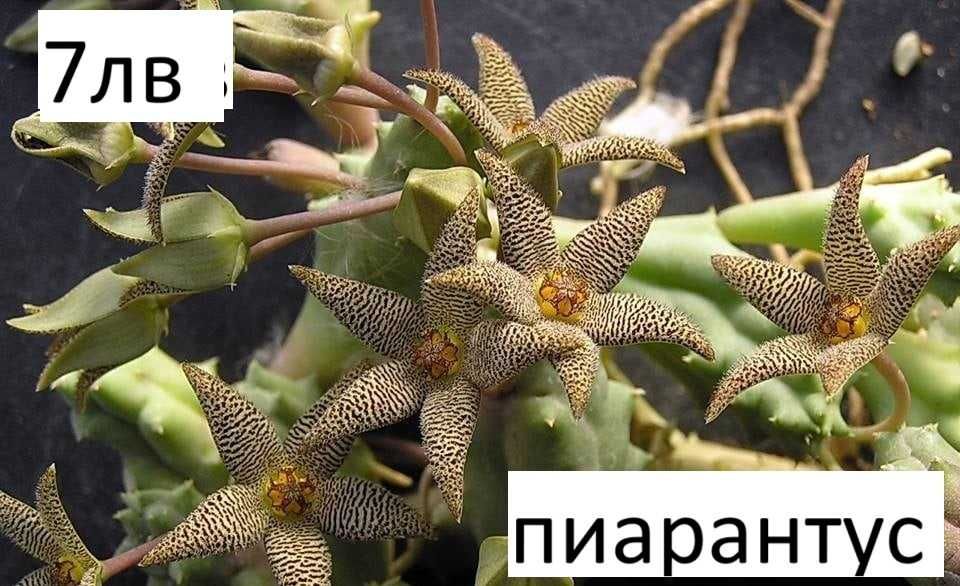 Стапелия (Stapelia) – Пиарантус и Вариагата