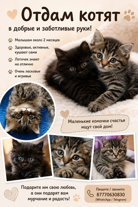 Отдам очень красивых котят в добрые руки