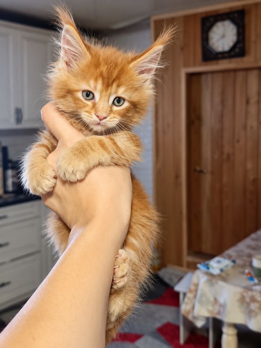 Котенок Мейнкун классик  Рыжий 100 тыс.