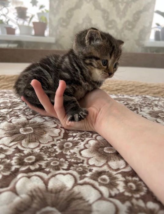 Шотландские котята скоттиш страйт