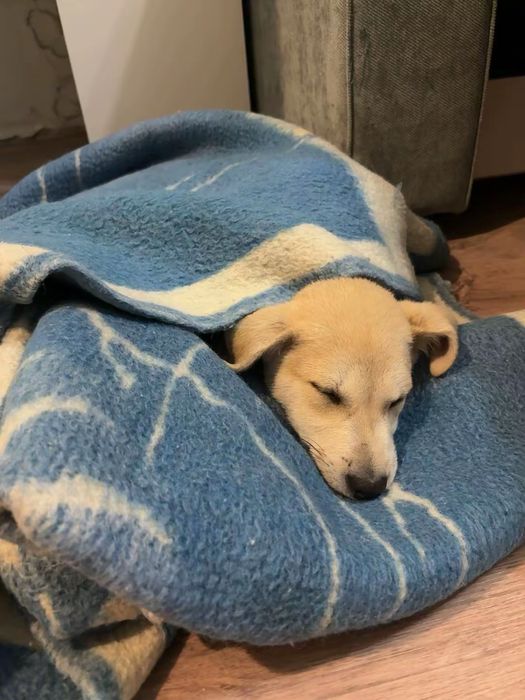 СРОЧНО щенку очень нужен дом