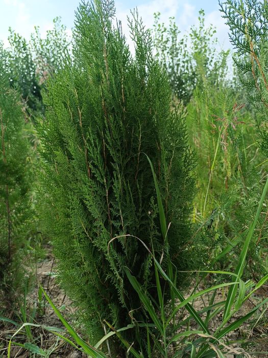 Продаются  ЕЛИ, Тополя