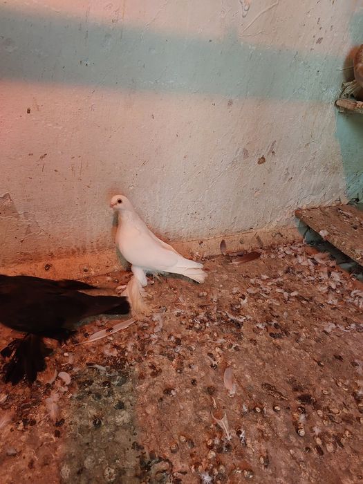 Продам породистых голубей