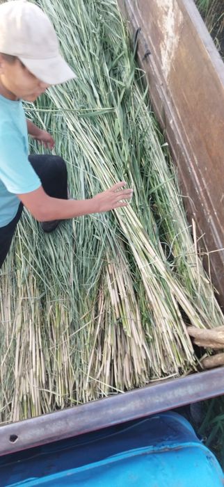 Қамыс 250 даставка