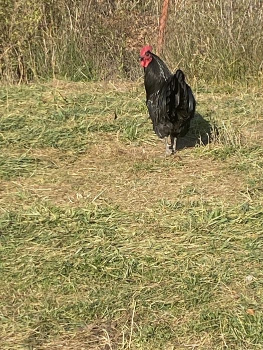 Cocosi Australorp si Wiandotte argintiu