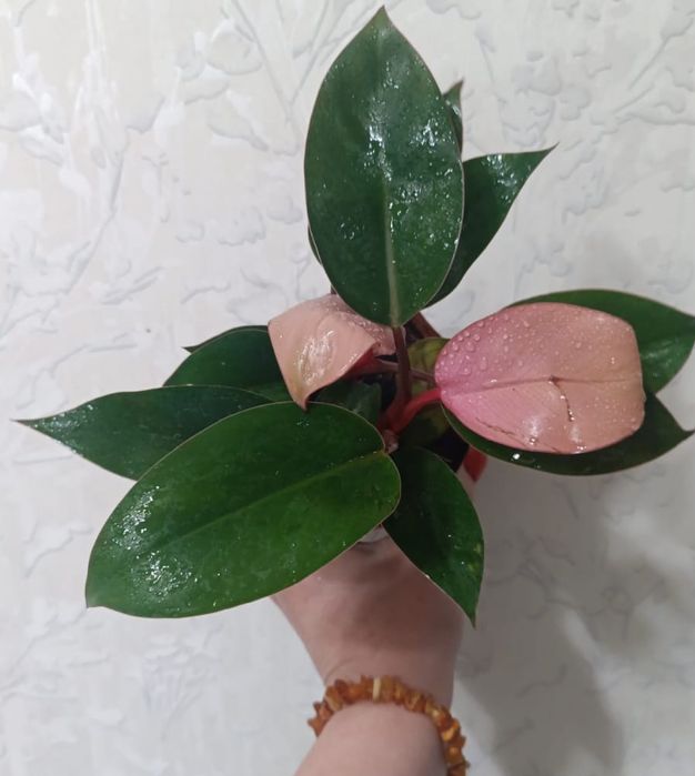 Фил Флорида, Пинк конго