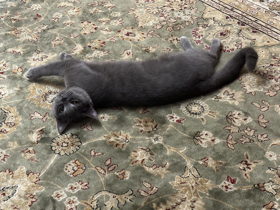 Кошка британская короткошёрстная