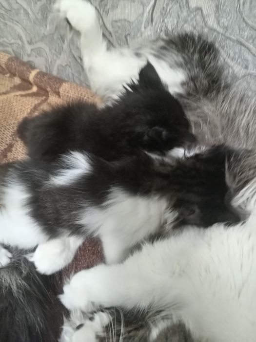 Отдам котят в добрые руки