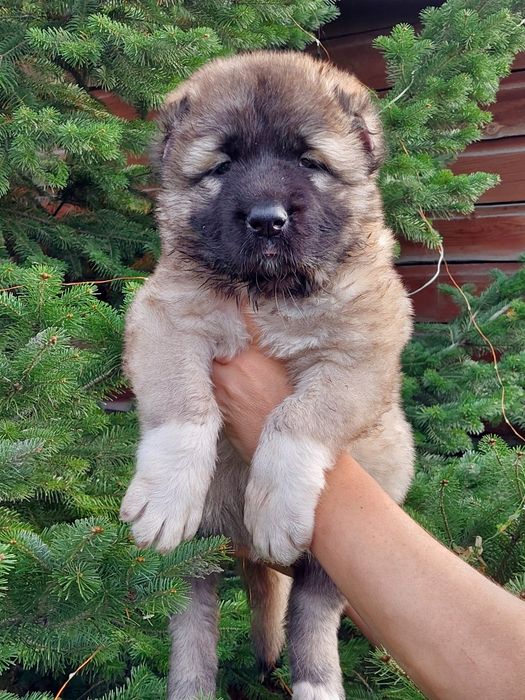 Щенки Кавказской овчарки