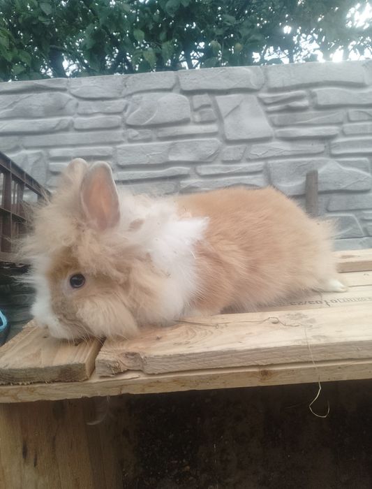 Vând sau schimb iepurași