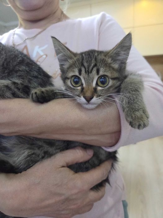 Котята маленьки красивые