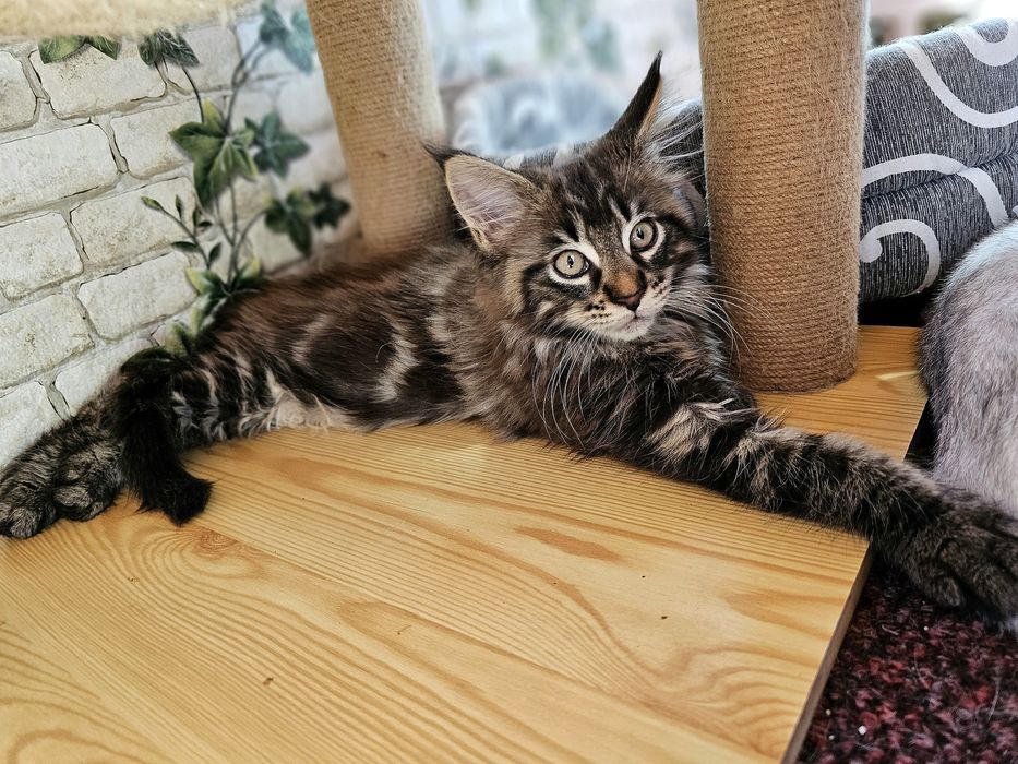 Maine coon ,2 luni