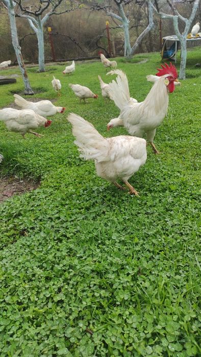 Оплодени яйца от БЯЛ ЛЕГХОРН