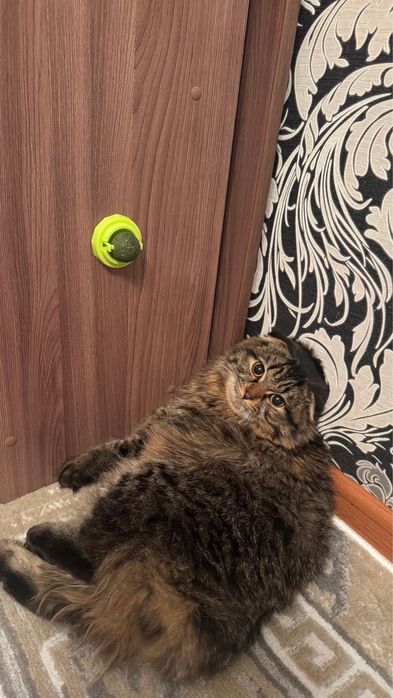 Отдам котика в добрые руки