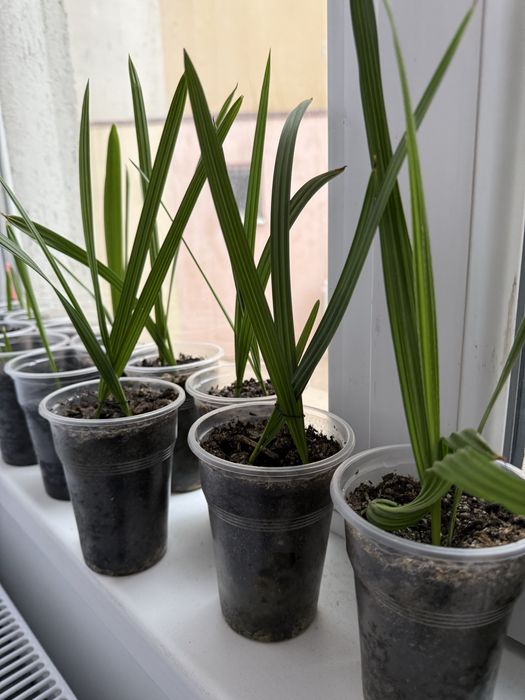 Vand pui de palmier Curmali. paharul contine 2 pui de palmieri