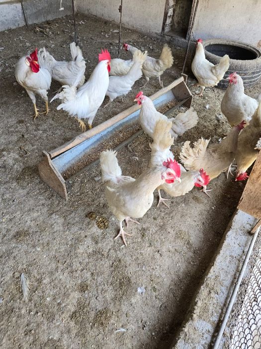 Инкубационное яйцо