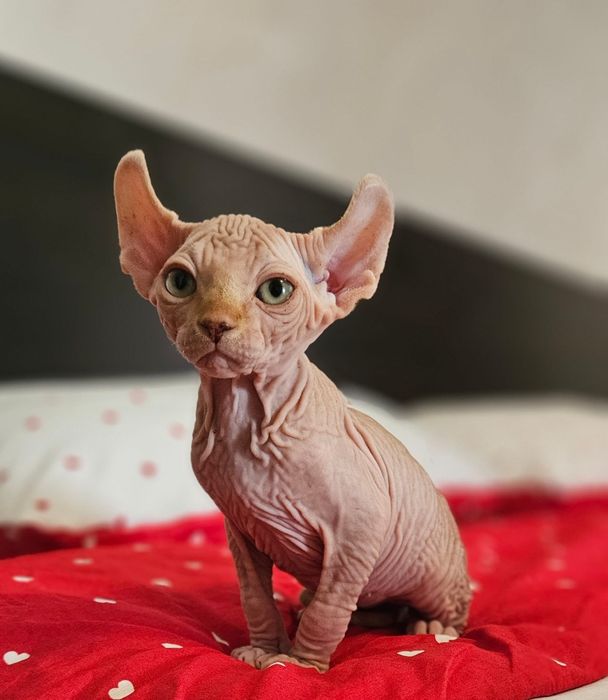 Baietel sphynx/sfinx/elf deosebit