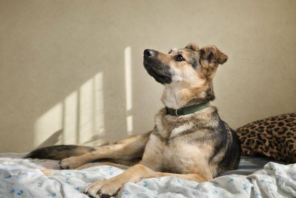 Собака, которая уже всё умеет — Стелла