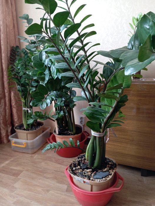 Замиокулькас (долларовое дерево)