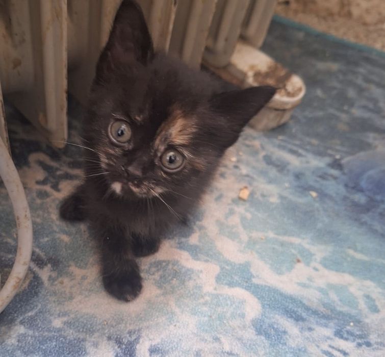 Котята в добрые оуки