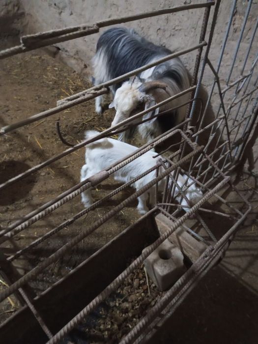 Срочно продается коза с козленком