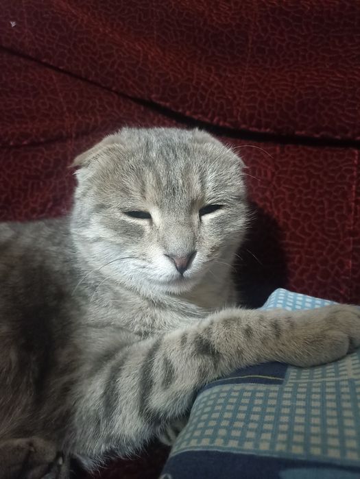 Zotli mushuk sotiladi