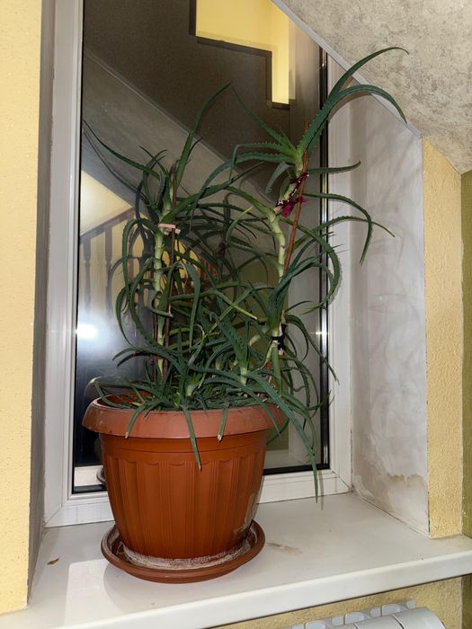 Продаю Комнатные цветы