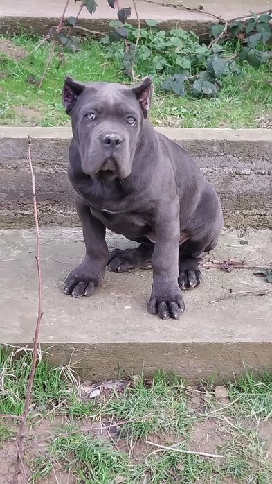 Девочка кане корсо