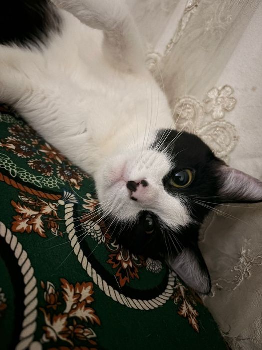 Отдам кошку в хорошие руки