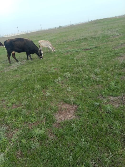 Продам корову и теленка