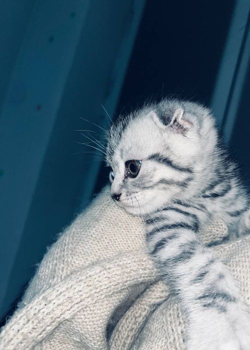 Toza qon Scottish Fold, 2 oylik, o‘g‘il bola, juda shirin