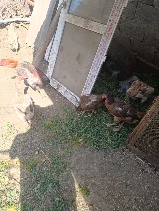 Даканы семья продам.