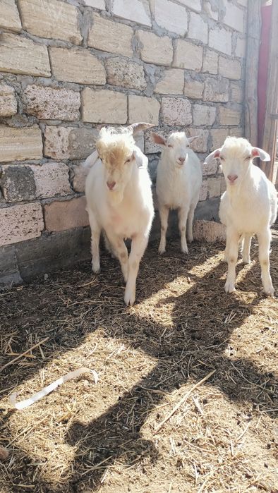 Еркек лақтар сатылады