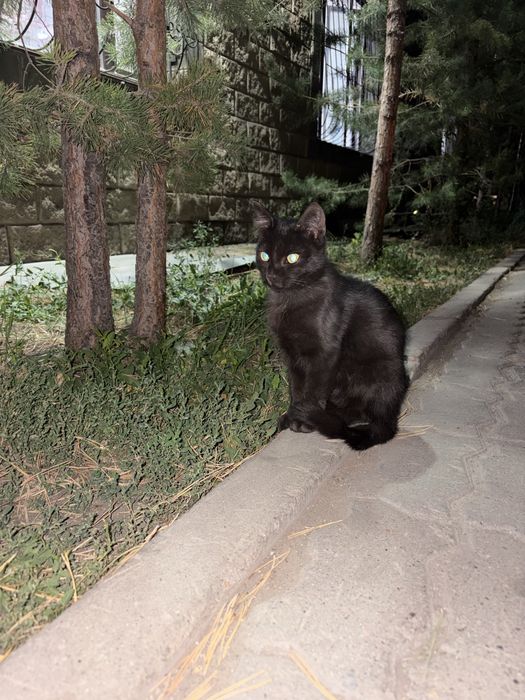 Котенок ищет дом