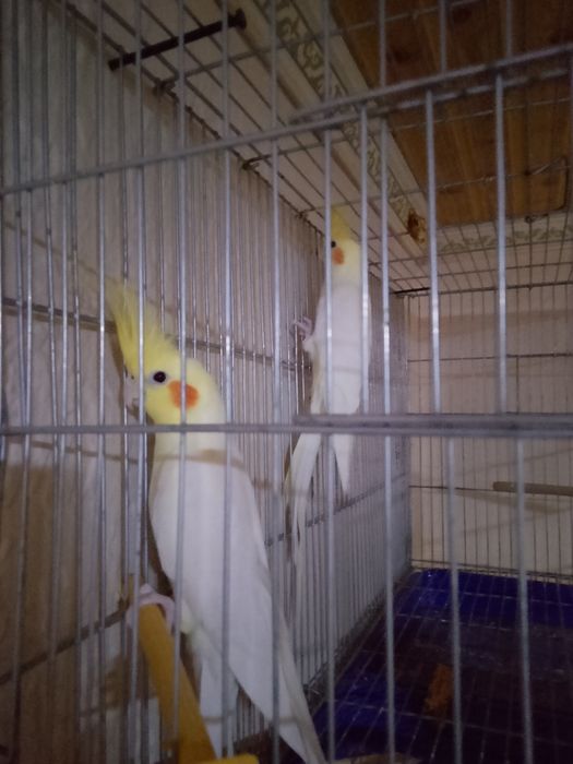 Карелла пара 25000 тг