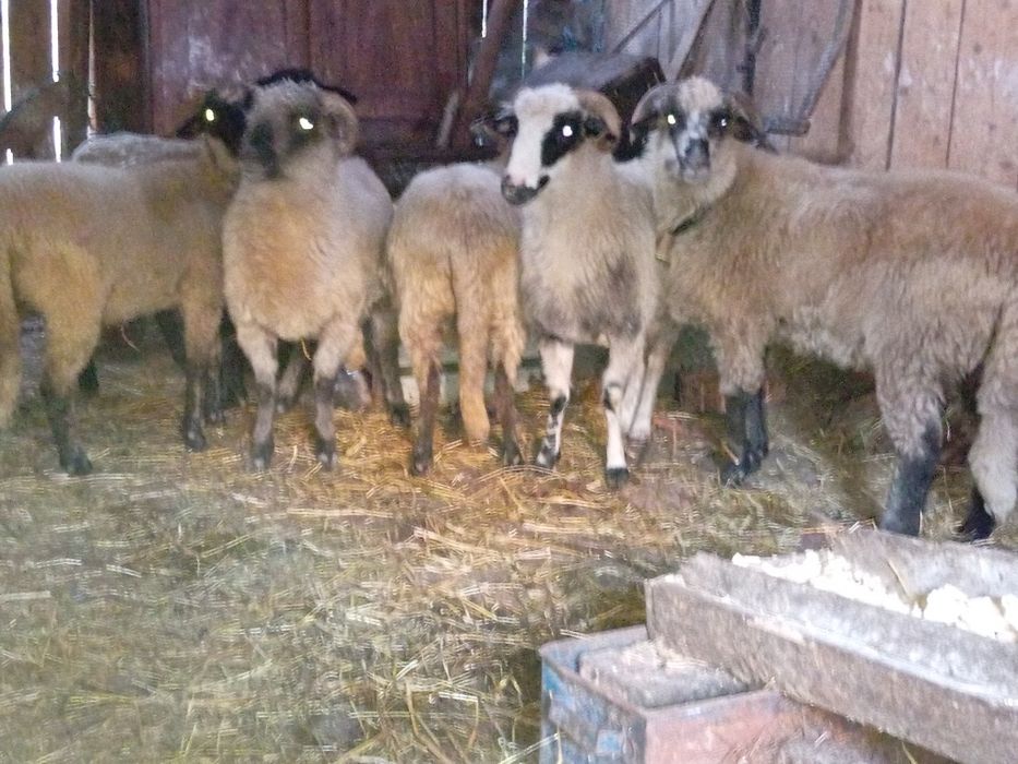 Vând  5 oi + un berbec suffolk varianta a doua