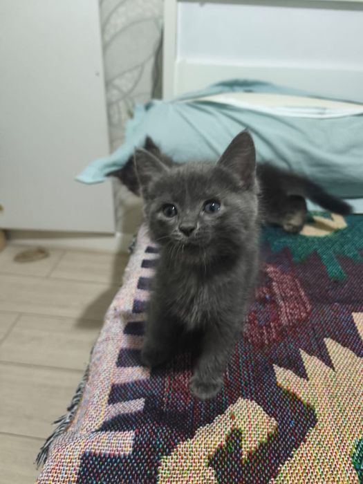 Котята котёнок купить