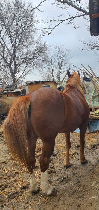 Cal bun de munca, tel.0783 025 335