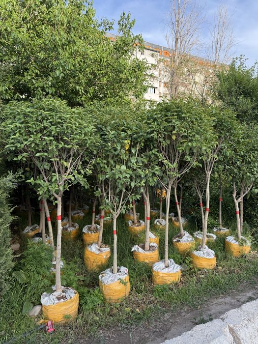 Арча кучатлари манзарали дарахтлар