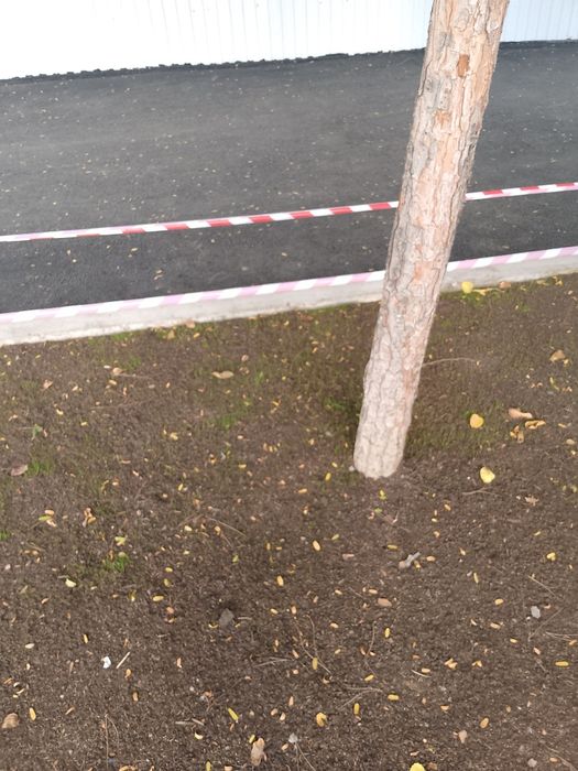 Boĝbonchilik gazon ekish parvarishlash