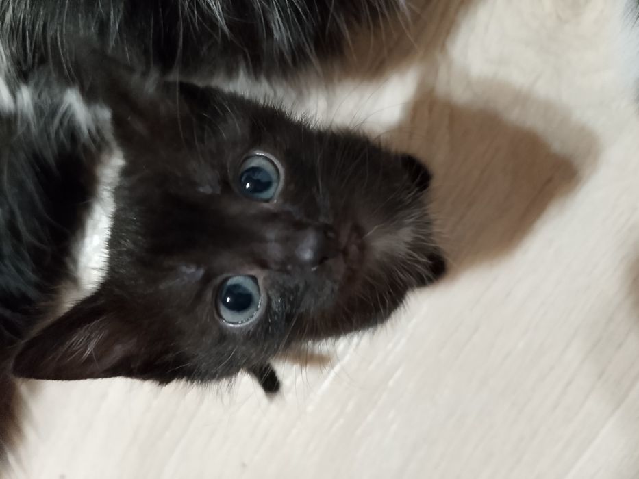 Котята ищут дом!!