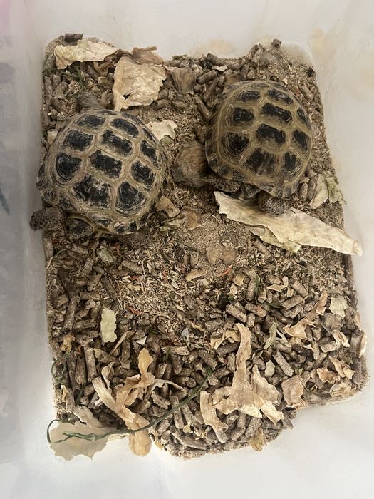 Сухопутные черепахи