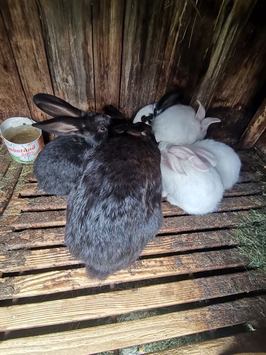 Vând iepuri belgieni, fluturi și uriaș belgian alb.