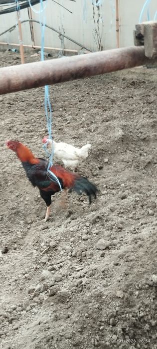 Buxoro viloyati Gʻijduvon tumanida