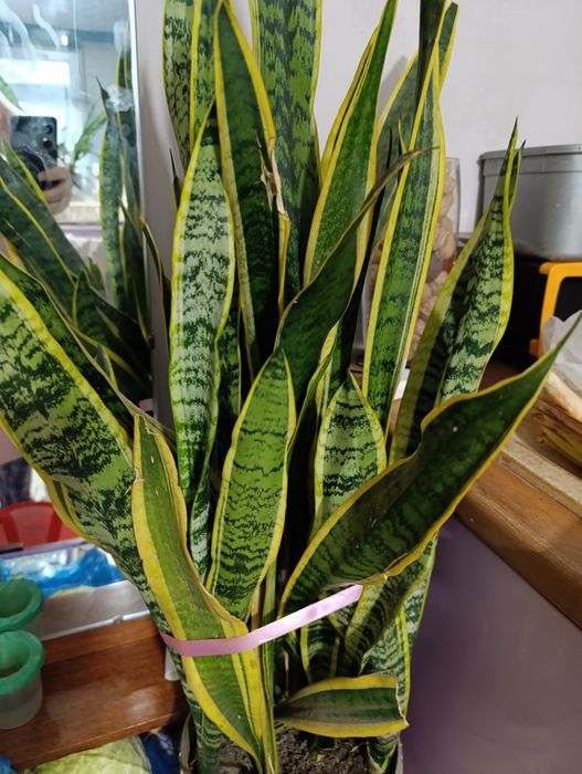 Сансельверия  Щучий хвост обмен