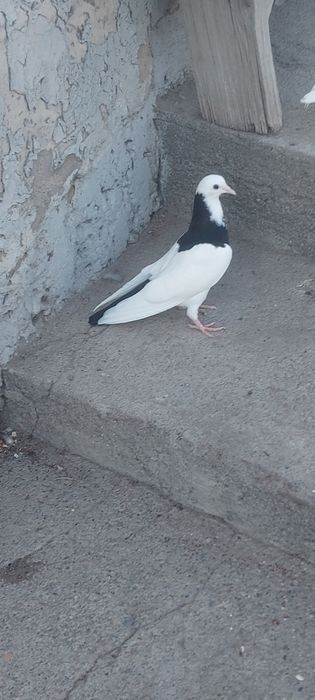 Чернашейка маладой самка