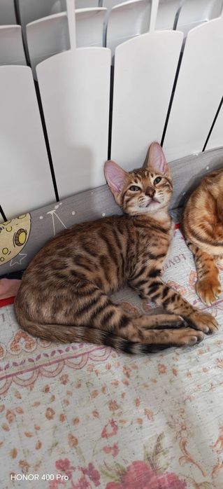 Продаются бенгальские котята