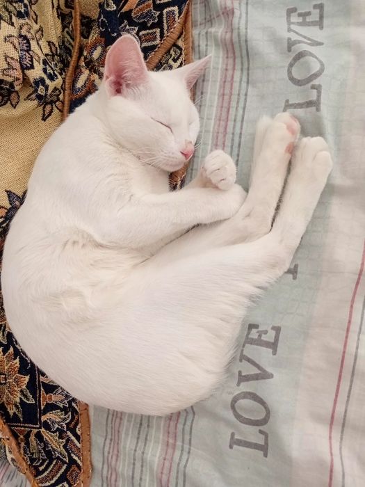 Отдам бесплатно котёнок