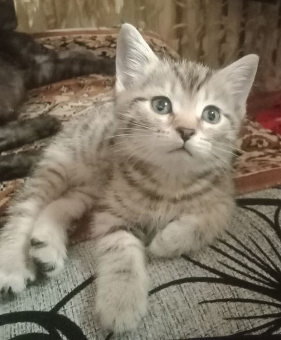 Отдам котенка мальчика